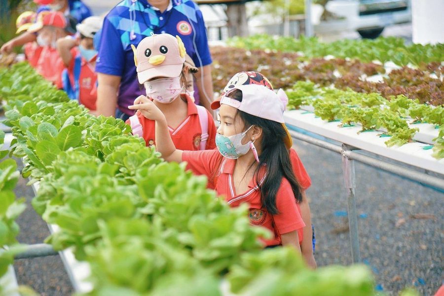 เด็กๆ ดูแปลงผักไฮโดรโปนิกส์